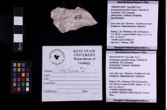 Foto (Objekt + Etiketten) von Ankylokypha parabola (Robins, Feldmann & Schweitzer, 2013) (NHMW-GEO-1990-0041-0458)